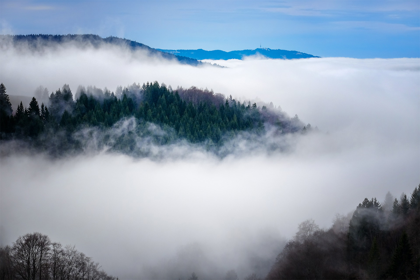 Wald-Nebel